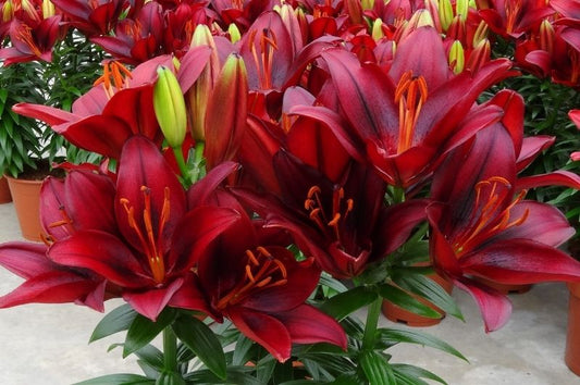 Lilium-Looks Tiny Rocket 1C