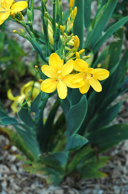 Belamcanda-Hello Yellow 1C