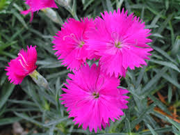 Dianthus-Neon Star 1C