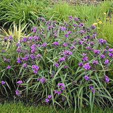 Tradescantia-Concord Grape 1C