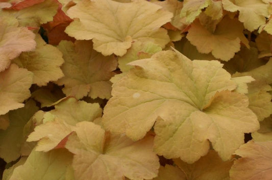 Heuchera-Caramel 1C