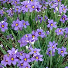 Sisyrinchium-Lucerne 1C
