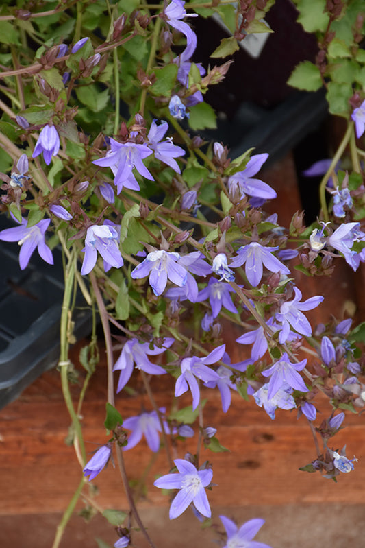 Campanula-Blue Waterfall 1C