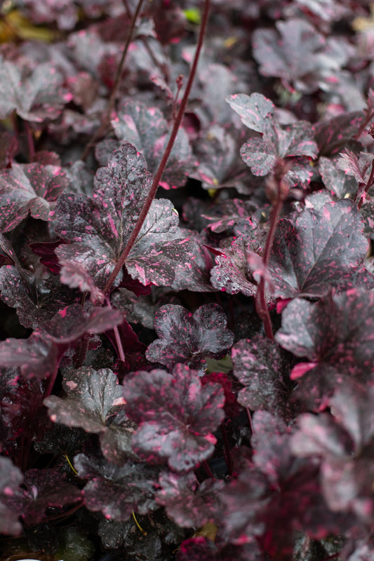 Heuchera-Midnight Rose 1C