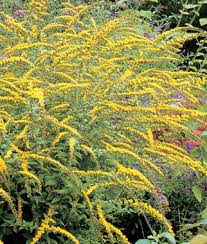 Solidago-Fireworks 1C