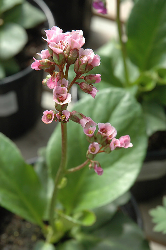 Bergenia-Red Beauty 1C