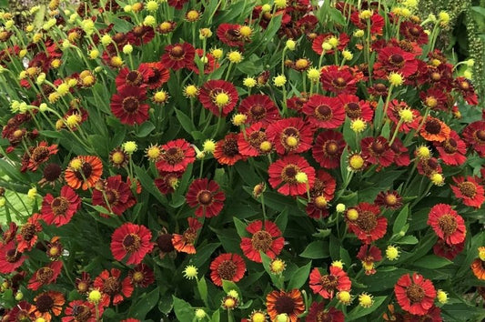Helenium-Salsa 1C