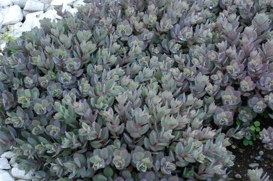 Sedum-Dazzleberry 1C