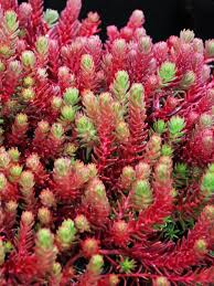 Sedum-Red Wiggle 1C