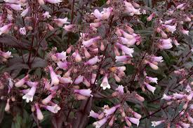 Penstemon-Dark Towers 1C