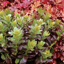 Sedum-Touchdown Flame 1C