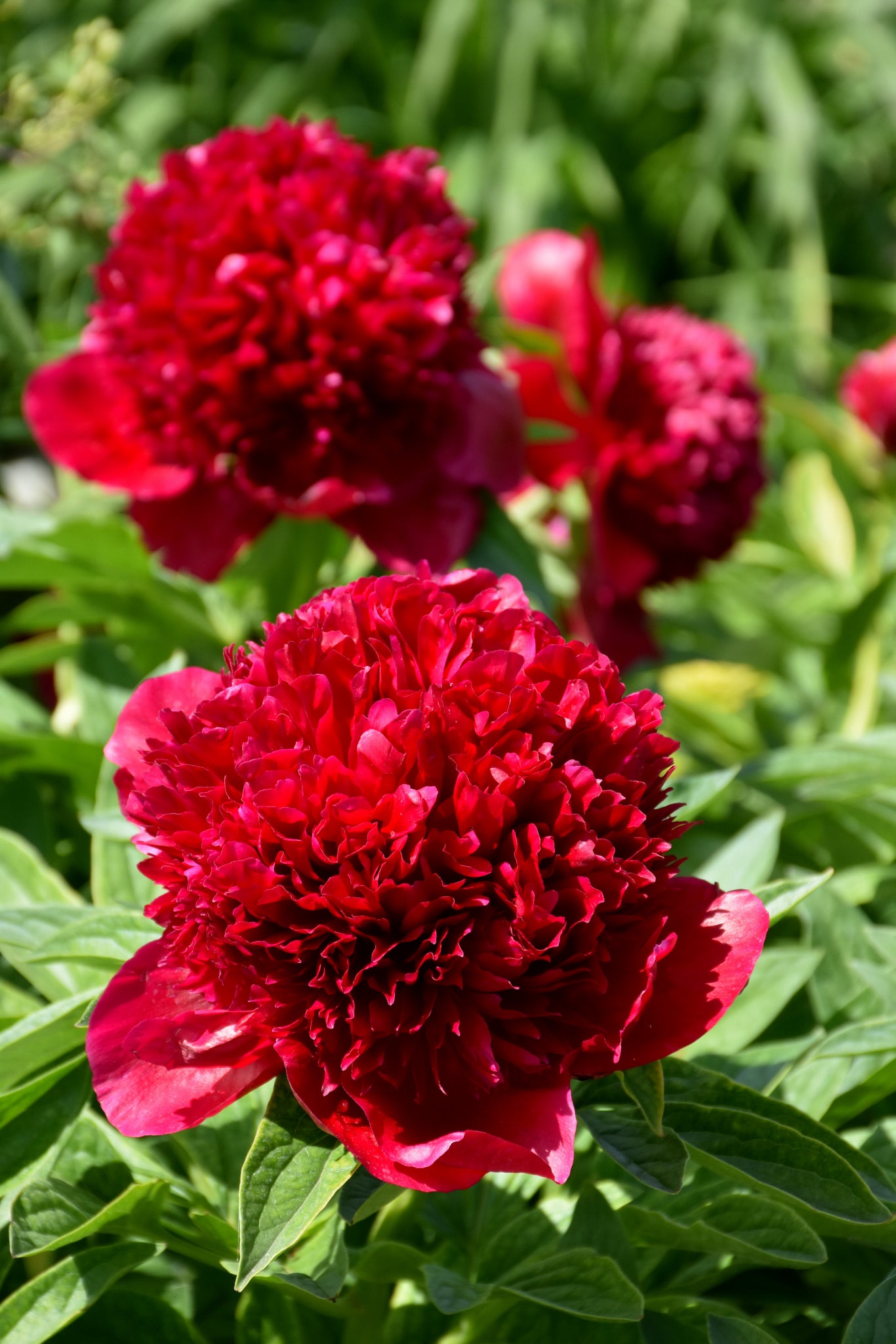 Peony-Red Charm 2C