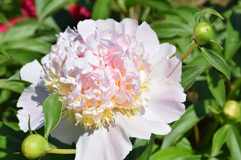 Peony-Top Brass 2C – Country Arbors Nursery
