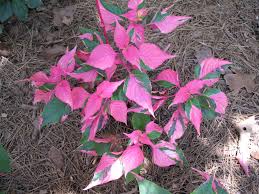 Alternanthera-Party Time 3.5"