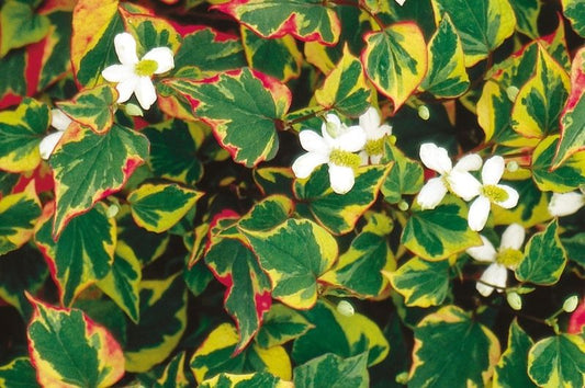 Chameleon Plant 3.5"