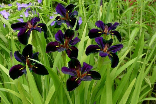 Black Gamecock Iris 3.5"