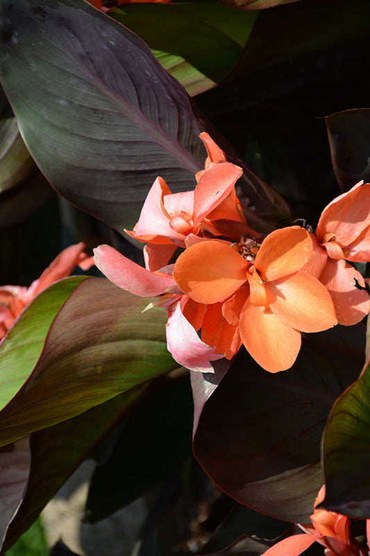 Waterplant-Canna Assorted 3.5"