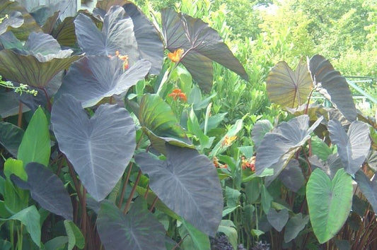 Black Magic Colocasia 3.5"