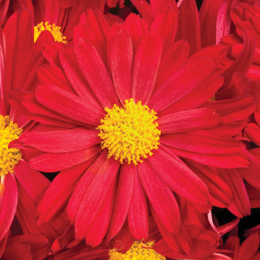 Mum Bonnie Red E
