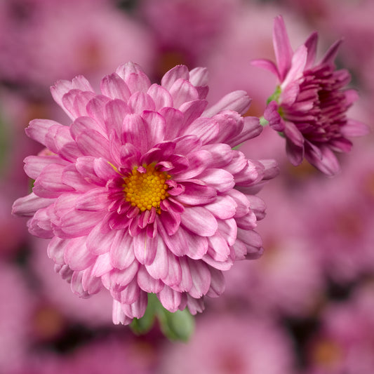 Mum Chelsey Pink M