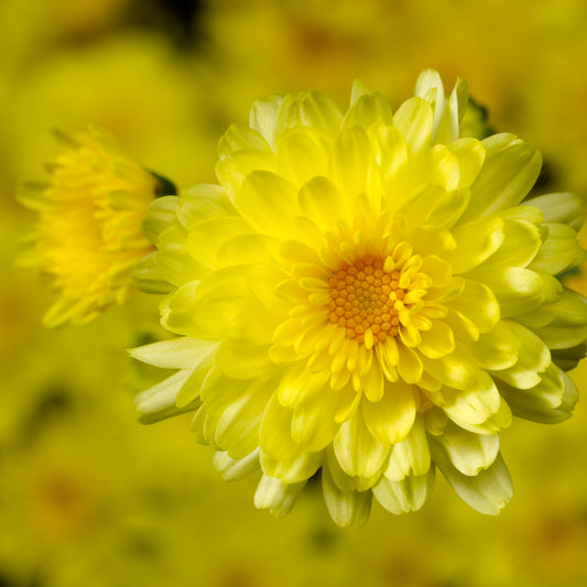 Mum Chelsey Yellow M