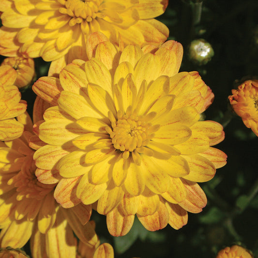 Mum Jacqueline Yellow E