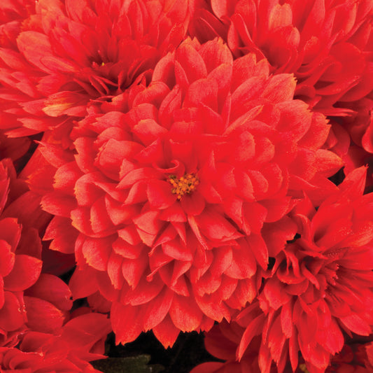 Mum Tabitha Scarlet Red E