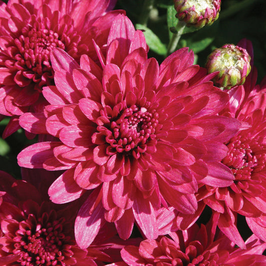 Mum Wanda Purple M