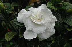 Gardenia-Veitchii 6"