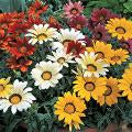 Gazania-Kiss Mix 4.3"