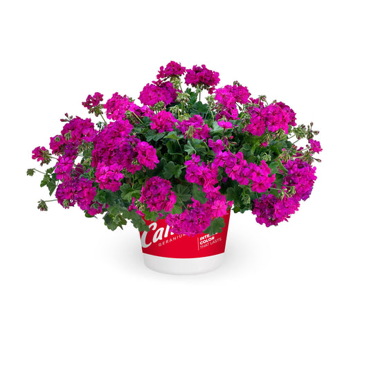 Geranium-Calliope Cascade Violet 11"H
