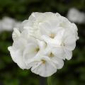 Geranium-Pinto Pre White 3.5"