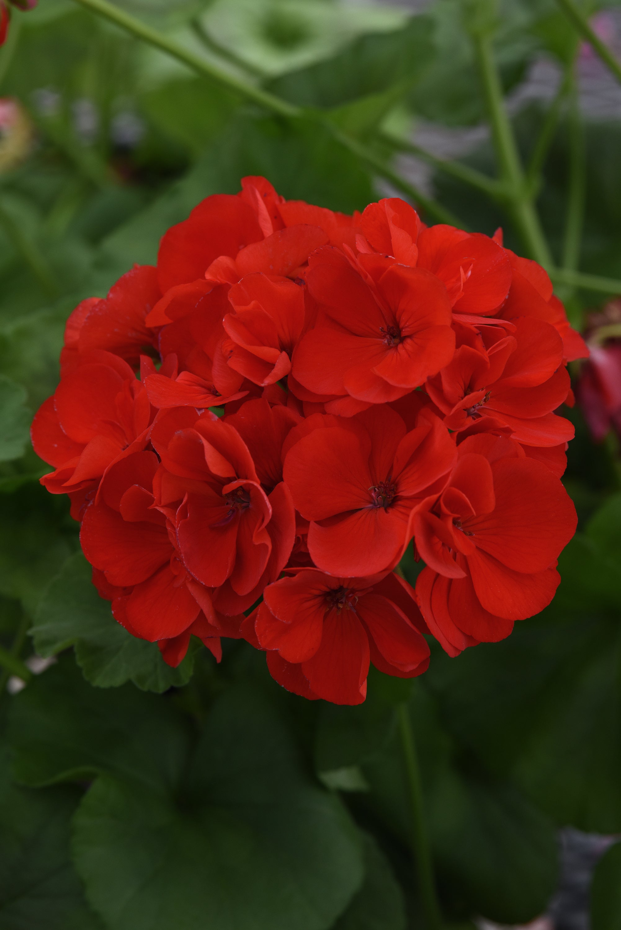 Annual-Geranium 8