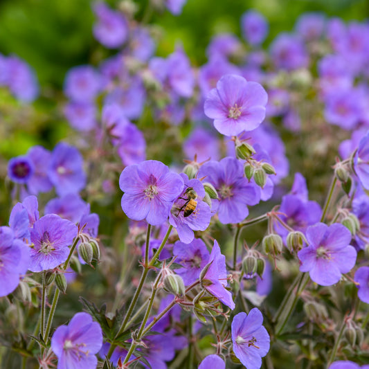 Geranium-Boom Chocolatta 1C
