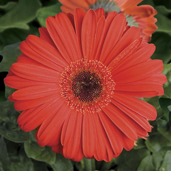 Gerbera-Jaguar Scarlet Shde Dk/Ct 4.3"