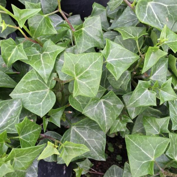 German Ivy-Wax Leaf Green 3.5"