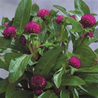 Gomphrena-Gnome Purple 4.3"