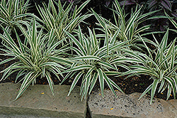 Grass-Dianella Tasmanica Variegated Qt