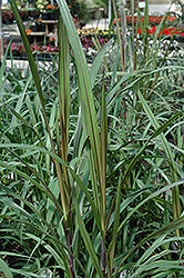 Grass-Princess 1C