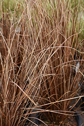 Grass-Red Rooster 1C