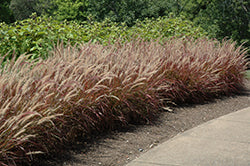 Grass-Purple Fountain/Rubrum 6.5"