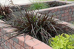 Grass-Vertigo 1C