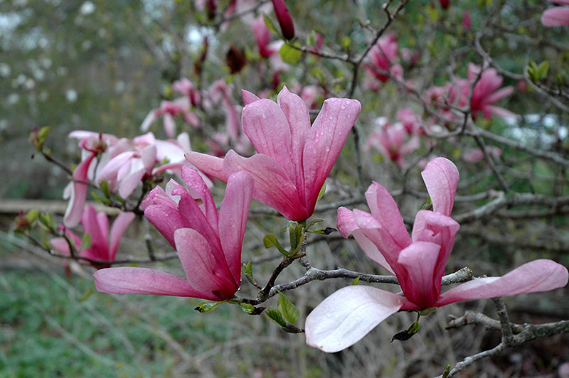 Magnolia-Galaxy SS 15C