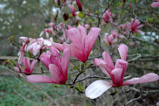 Magnolia-Galaxy SS 15C