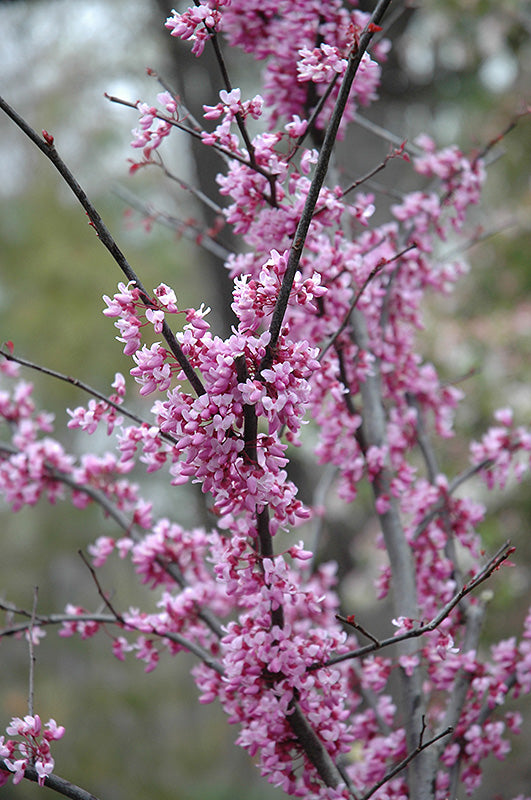 Redbud-Forest Pansy 7C