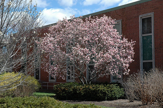 Magnolia-Soulangeana 5'B