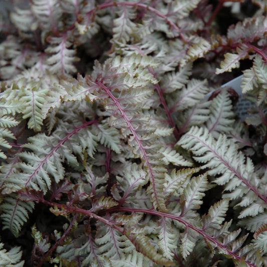 Fern-Regal Red 3C
