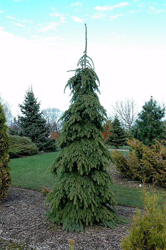 Spruce-White Weeping 6C