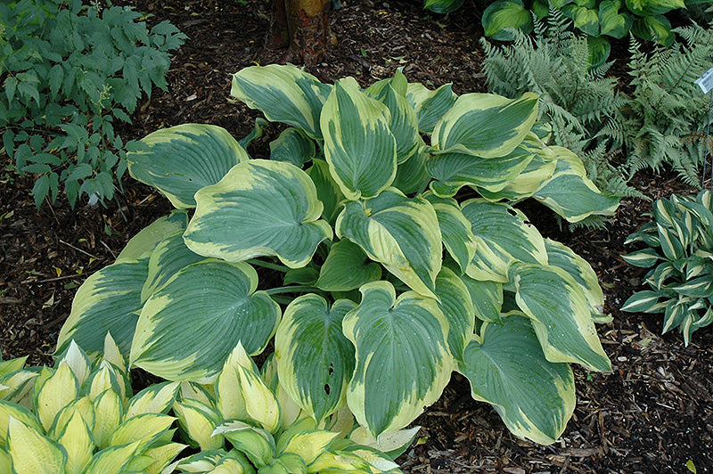 Hosta-Earth Angel 1C