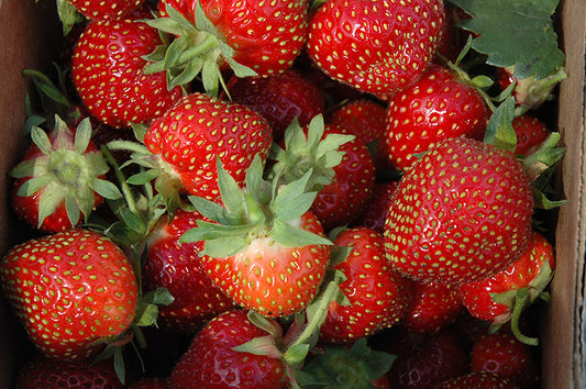 Strawberry-Allstar 3.5"C